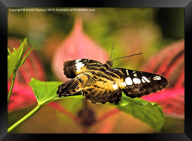 Common Tiger Butterfly Framed Print by David Yeaman