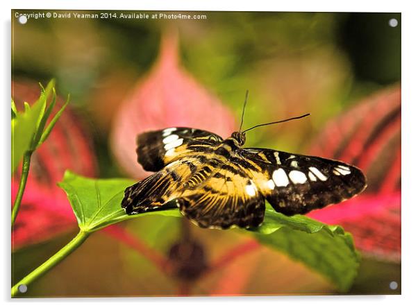 Common Tiger Butterfly Acrylic by David Yeaman