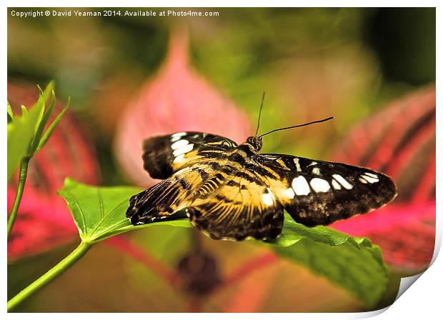 Common Tiger Butterfly Print by David Yeaman
