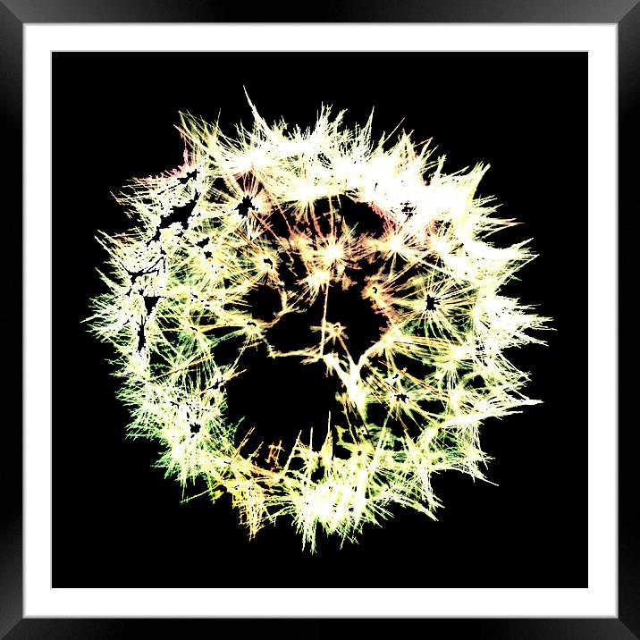 Taraxacum Beautifularious Framed Mounted Print by Georgie Lilly