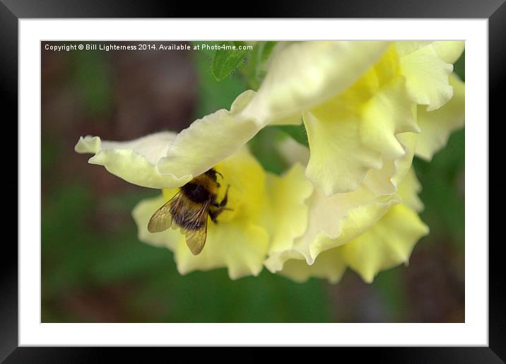 Bee in the Dragons Mouth ! Framed Mounted Print by Bill Lighterness