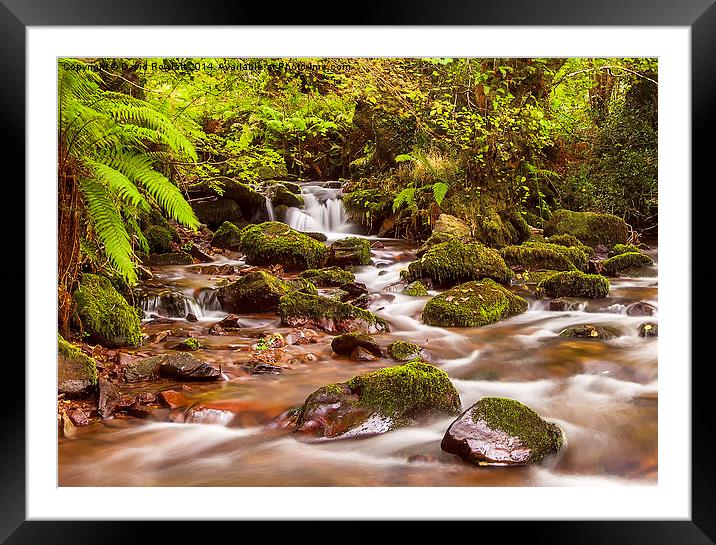 Ferns and Foliage in Horner Woods Framed Mounted Print by Dave Rowlatt