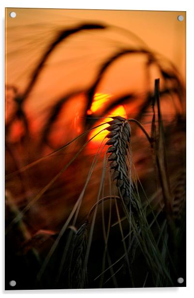 A single stalk of wheat Acrylic by Robert Fielding