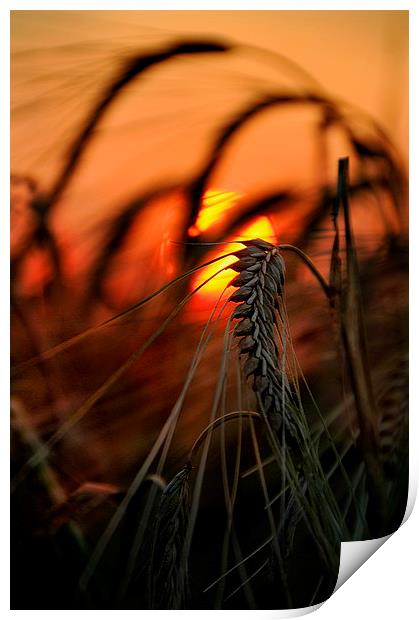 A single stalk of wheat Print by Robert Fielding