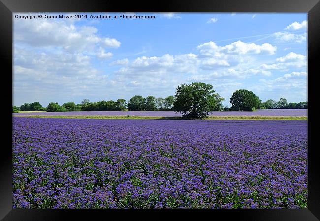 Borage Fields Framed Print by Diana Mower