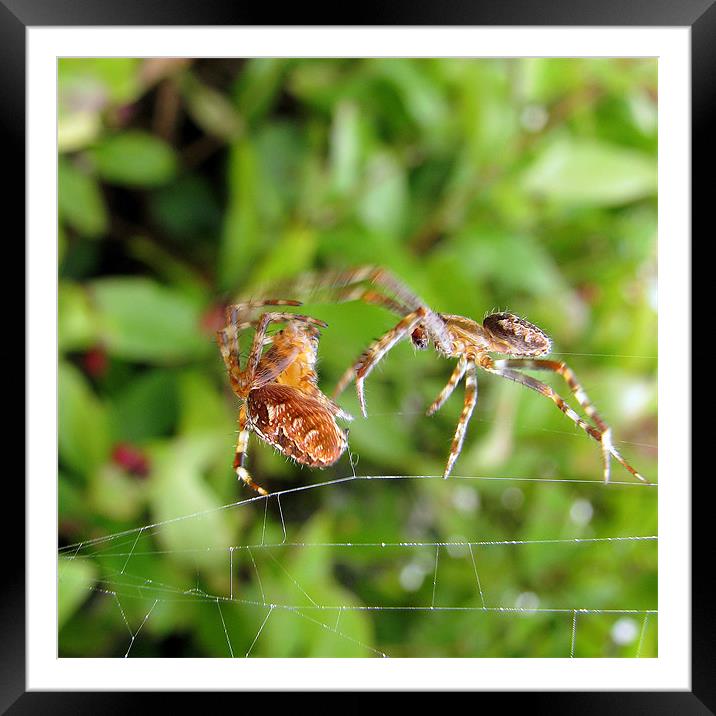 Spider Attack Framed Mounted Print by C.C Photography