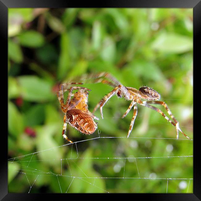 Spider Attack Framed Print by C.C Photography