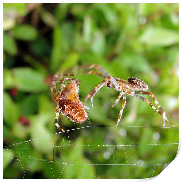 Spider Attack Print by C.C Photography