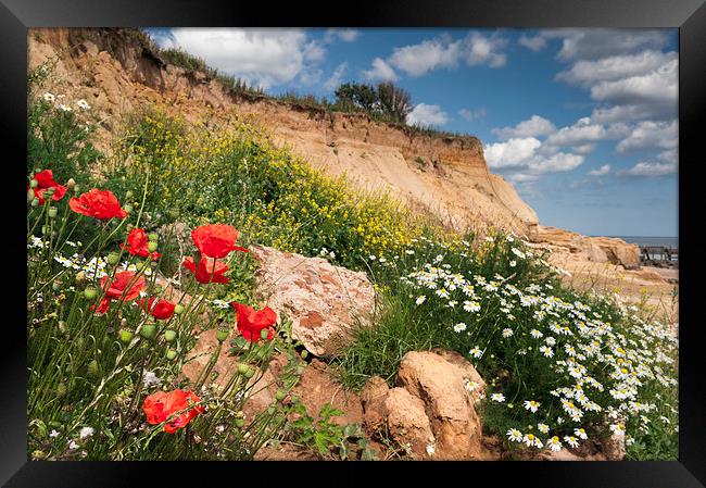 Poppies on a cliff Framed Print by Stephen Mole