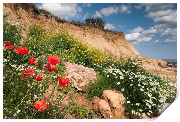 Poppies on a cliff Print by Stephen Mole