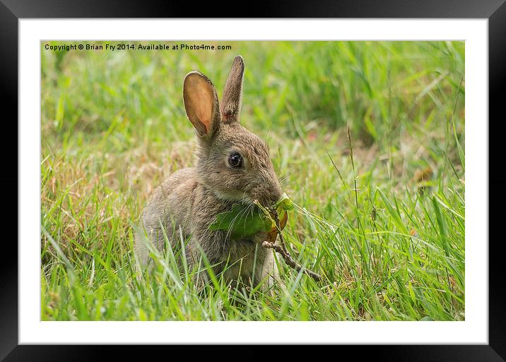 Common brown rabbit Framed Mounted Print by Brian Fry