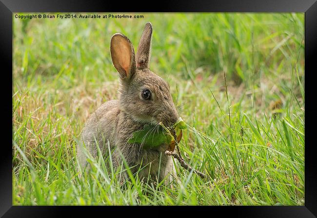 Common brown rabbit Framed Print by Brian Fry