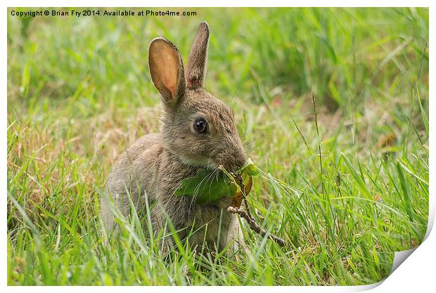 Common brown rabbit Print by Brian Fry