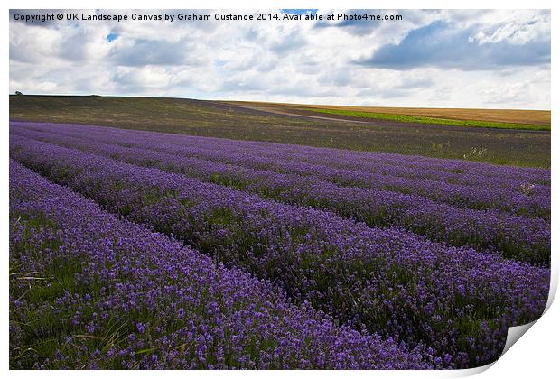Lavender Field Print by Graham Custance