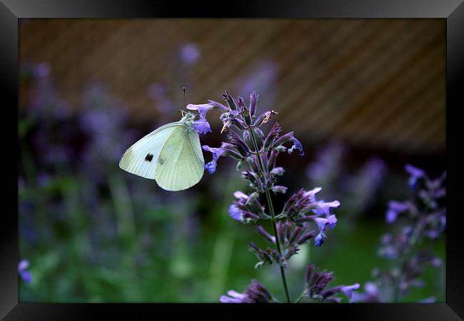 White Cabbage Butterfly Framed Print by Rebecca Hansen