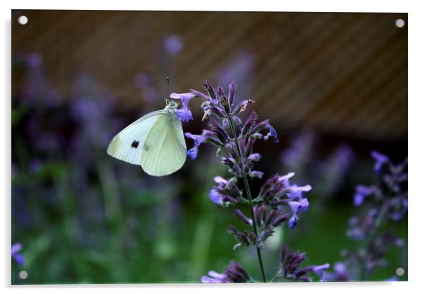 White Cabbage Butterfly Acrylic by Rebecca Hansen