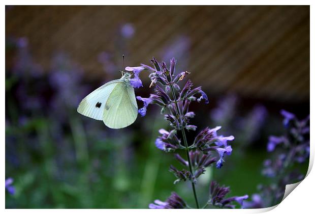 White Cabbage Butterfly Print by Rebecca Hansen