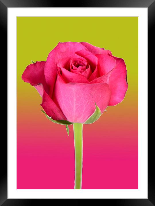 pink rose Framed Mounted Print by abdul rahman
