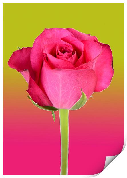 pink rose Print by abdul rahman