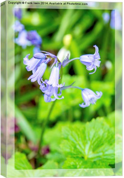 Bluebells in the garden Canvas Print by Frank Irwin