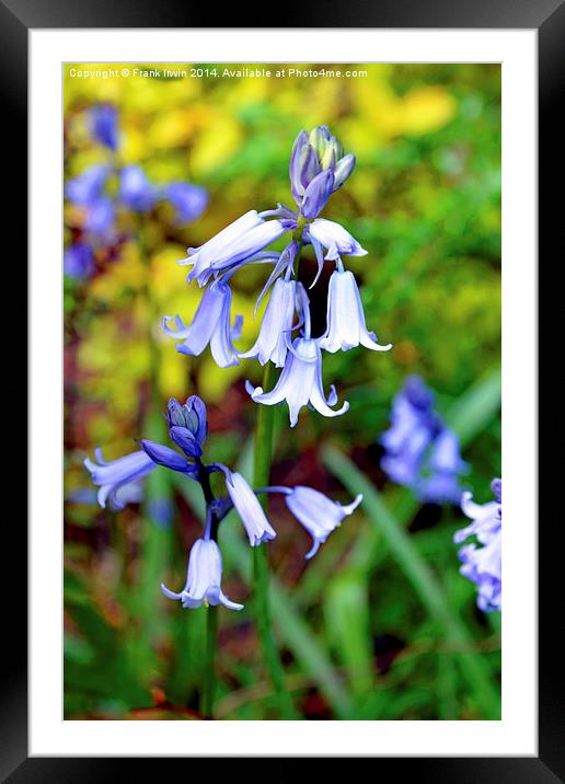 Bluebells in the garden Framed Mounted Print by Frank Irwin