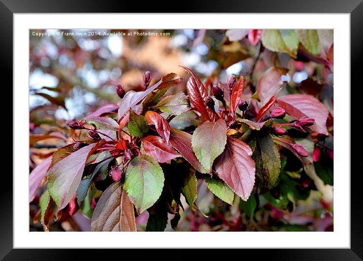 Crab apple blossom Framed Mounted Print by Frank Irwin