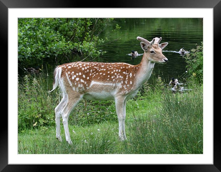 Fallow Deer Framed Mounted Print by Mike Gorton
