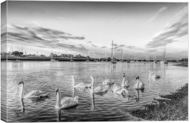 Graceful Swans Canvas Print by David Pyatt