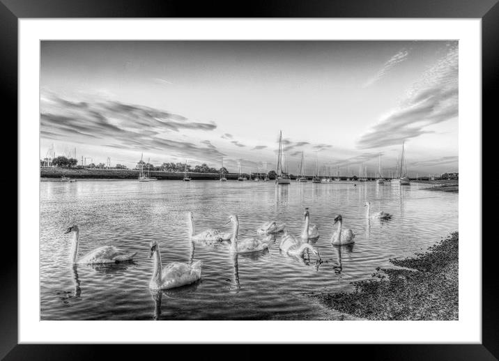 Graceful Swans Framed Mounted Print by David Pyatt