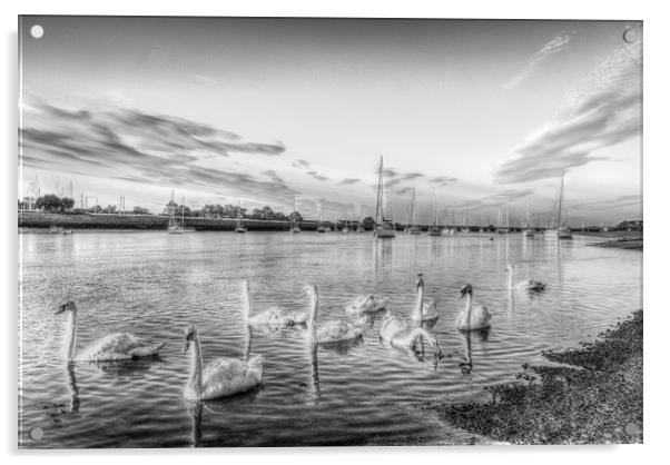 Graceful Swans Acrylic by David Pyatt