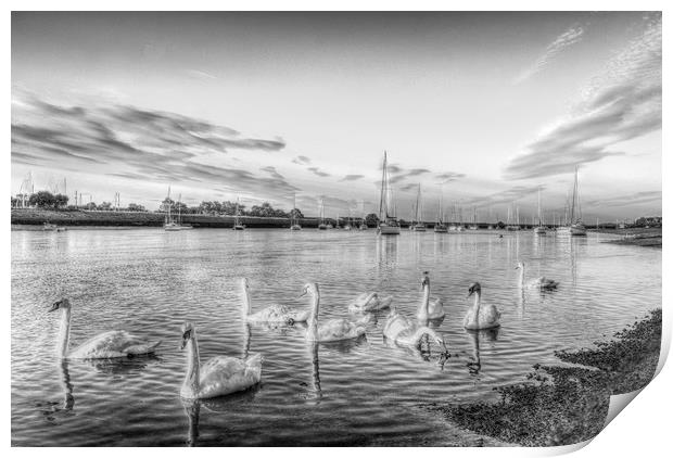 Graceful Swans Print by David Pyatt