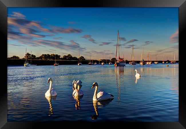 Summer evening swans Framed Print by David Pyatt