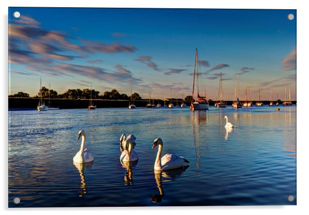 Summer evening swans Acrylic by David Pyatt