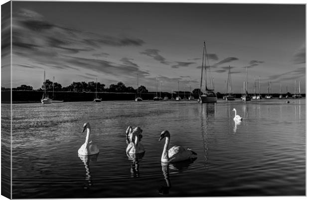 Summer evening swans Canvas Print by David Pyatt