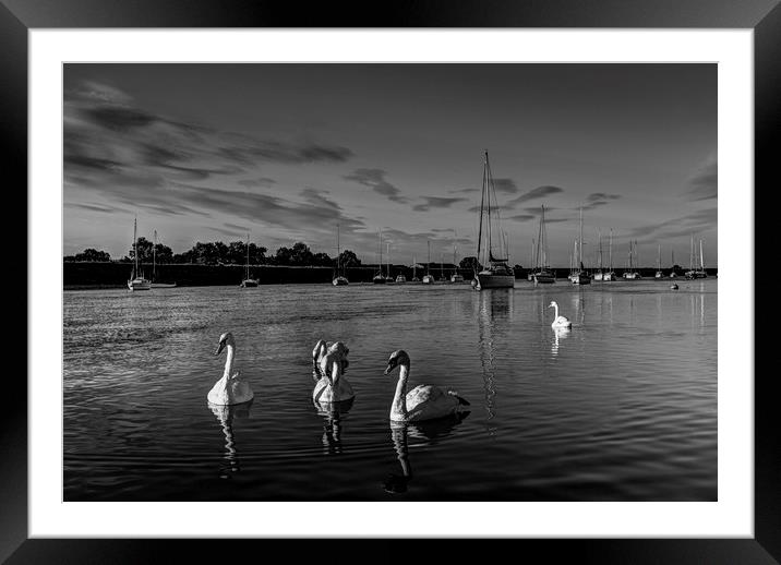 Summer evening swans Framed Mounted Print by David Pyatt