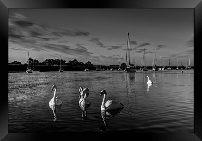 Summer evening swans Framed Print by David Pyatt