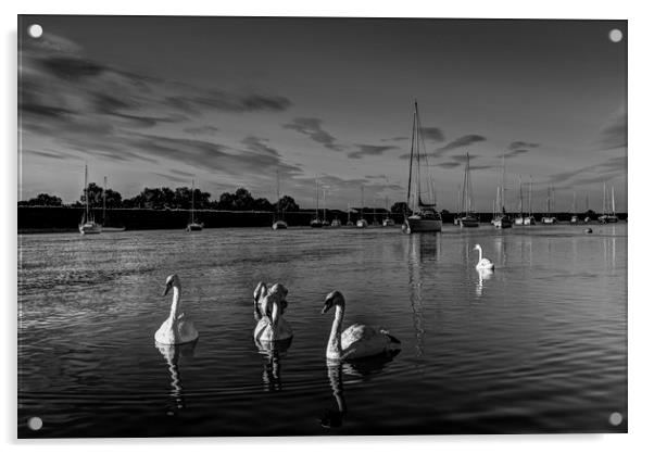 Summer evening swans Acrylic by David Pyatt