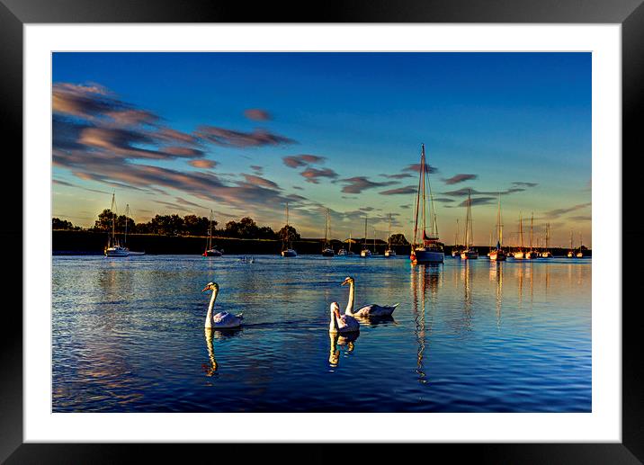 Graceful evening swans Framed Mounted Print by David Pyatt