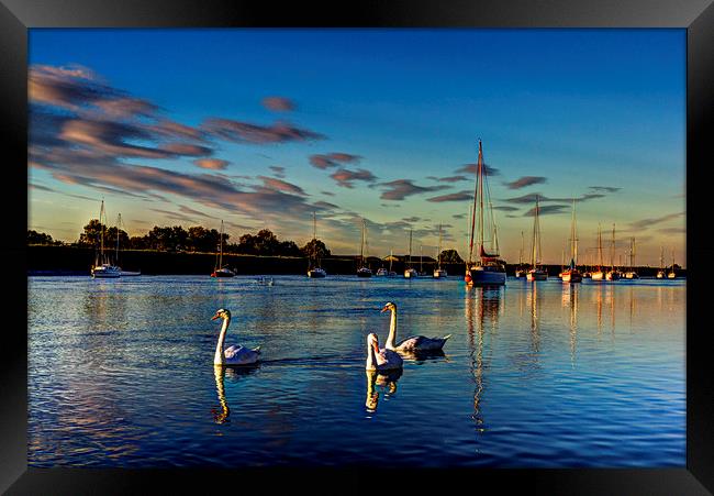Graceful evening swans Framed Print by David Pyatt