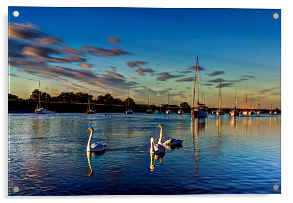 Graceful evening swans Acrylic by David Pyatt