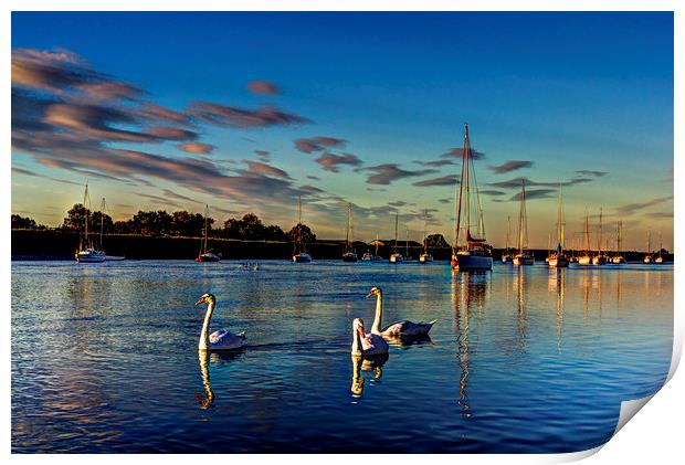 Graceful evening swans Print by David Pyatt