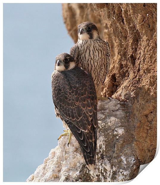Peregrine Falcons Juveniles Print by John Ball