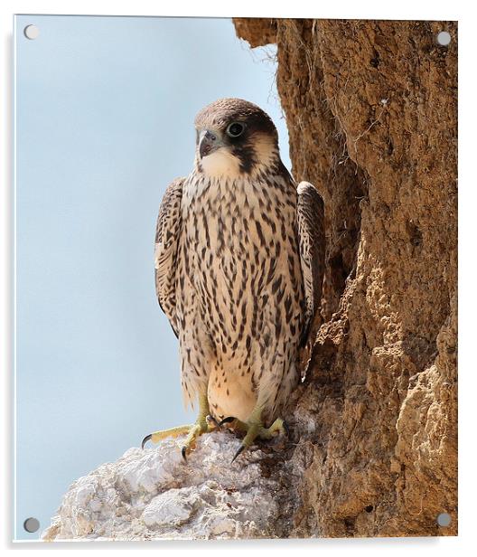 Peregrine Falcon  Juvenile Acrylic by John Ball