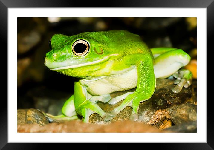 Bright green Tree Frog Framed Mounted Print by James Bennett (MBK W