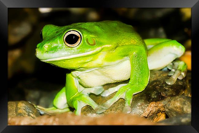 Bright green Tree Frog Framed Print by James Bennett (MBK W