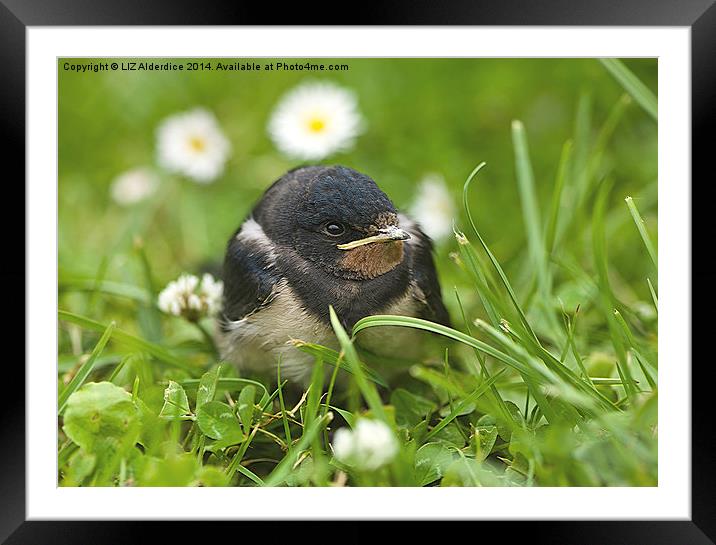 The Smallest Swallow Framed Mounted Print by LIZ Alderdice