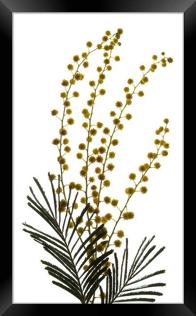 Backlit Mimosa Framed Print by Brian Sharland
