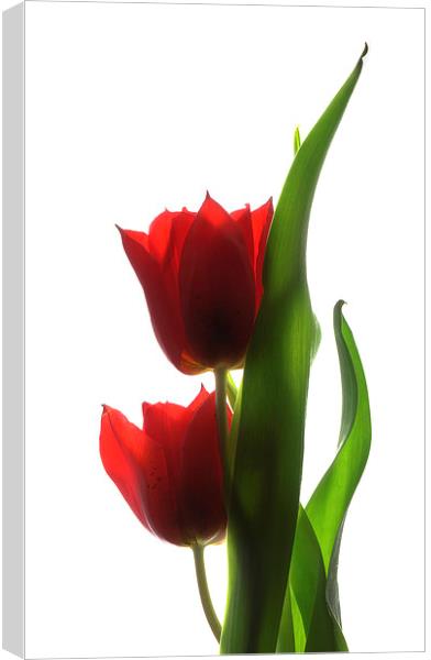 Backlit tulips Canvas Print by Brian Sharland