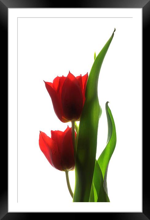 Backlit tulips Framed Mounted Print by Brian Sharland