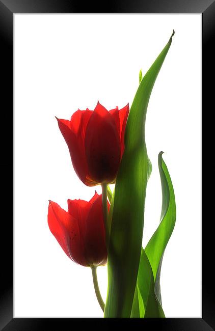 Backlit tulips Framed Print by Brian Sharland